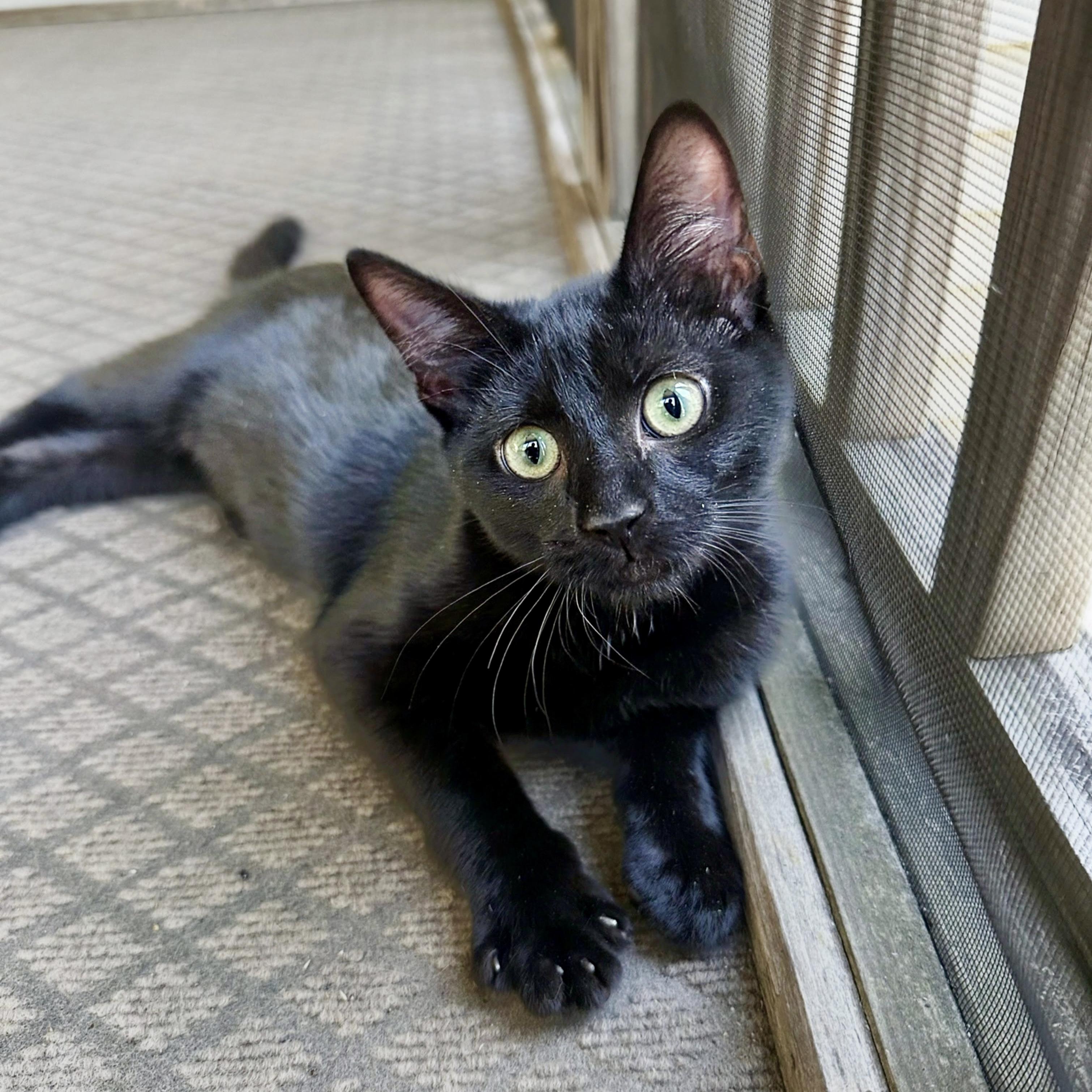 Loulu, Adoptable, Kitten Male Domestic Short Hair.