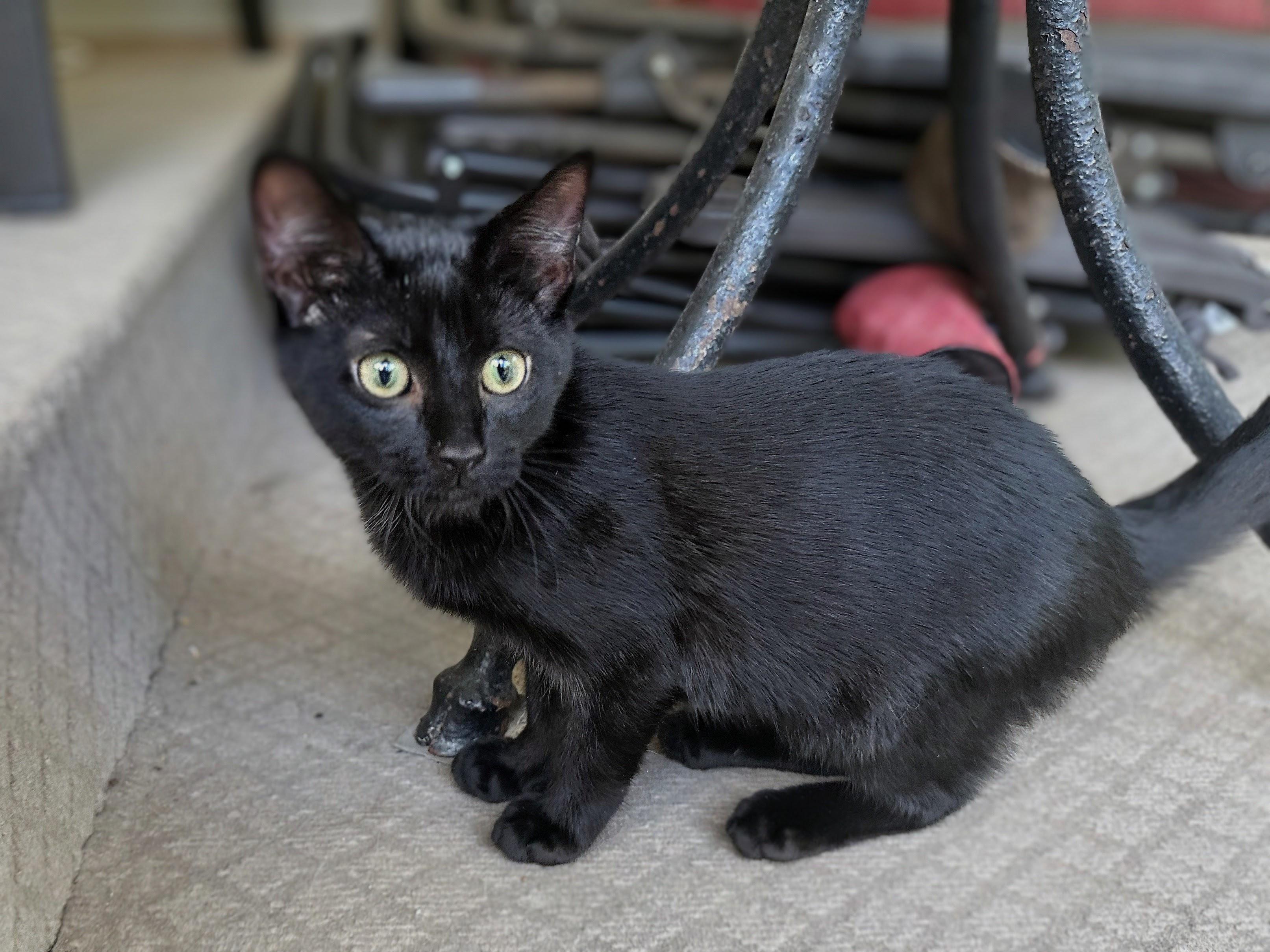 Enlarge Loulu, a Adoptable Domestic Short Hair in Apex, NC image 4/5