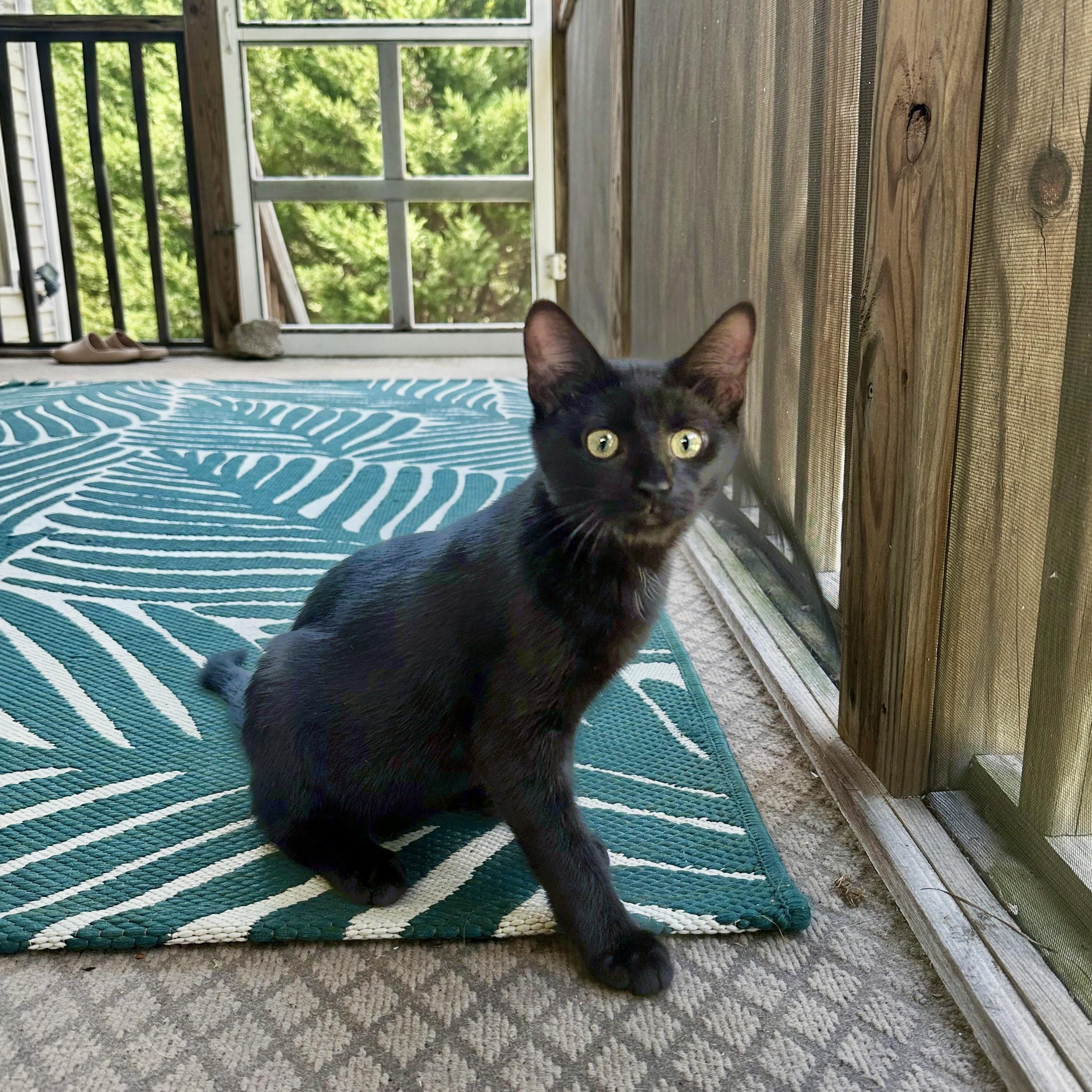 Enlarge Loulu, a Adoptable Domestic Short Hair in Apex, NC image 2/5
