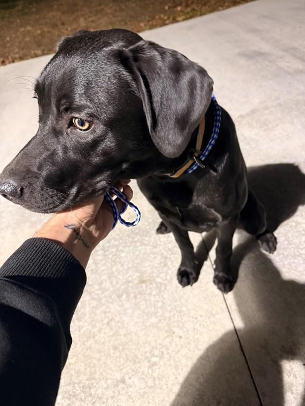 Bill, Adoptable, Young Male Black Labrador Retriever & Pit Bull Terrier.