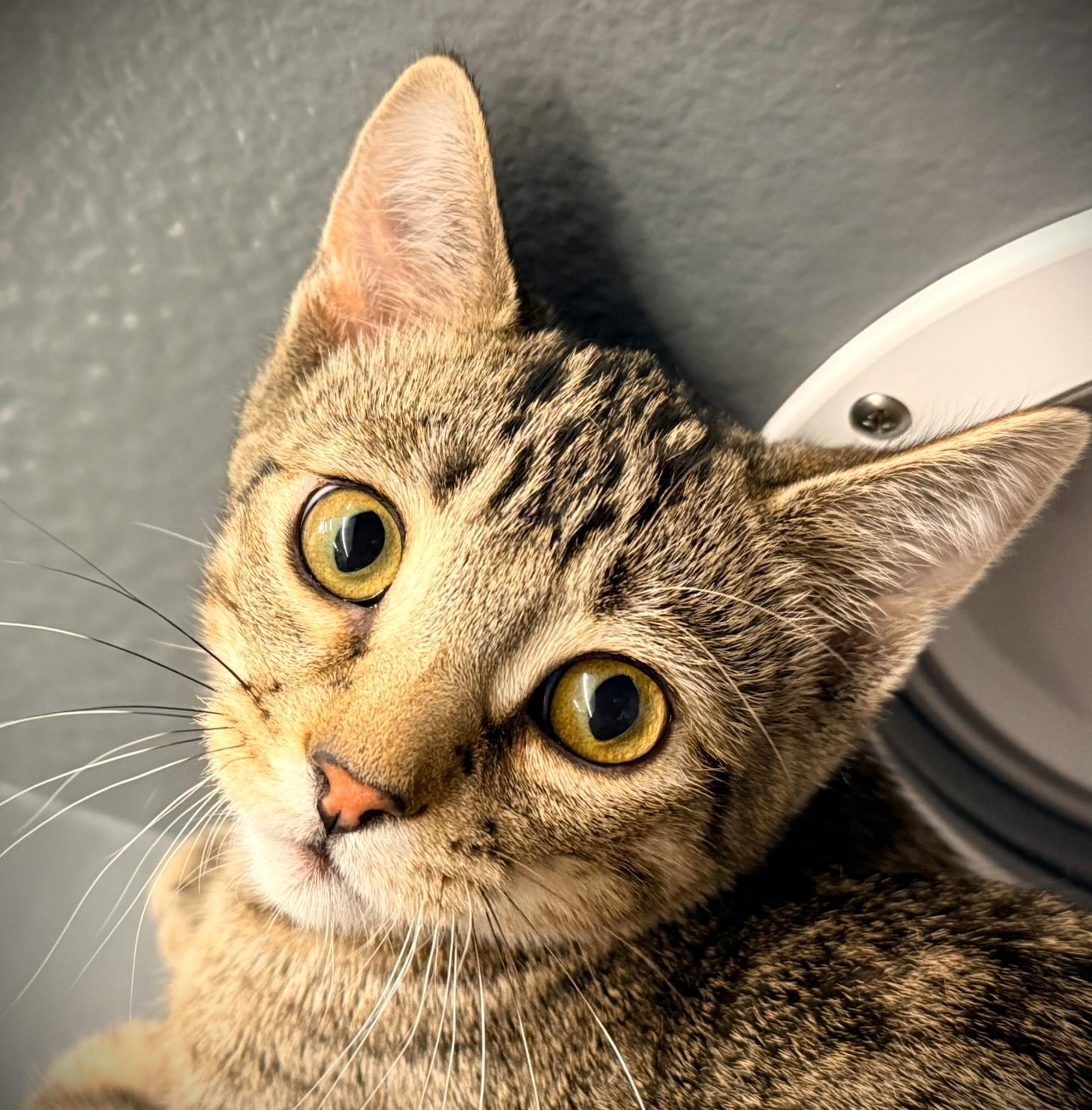 FRANKIE @ Petsmart Mankato, ADOPTABLE, Kitten Male Domestic Short Hair.