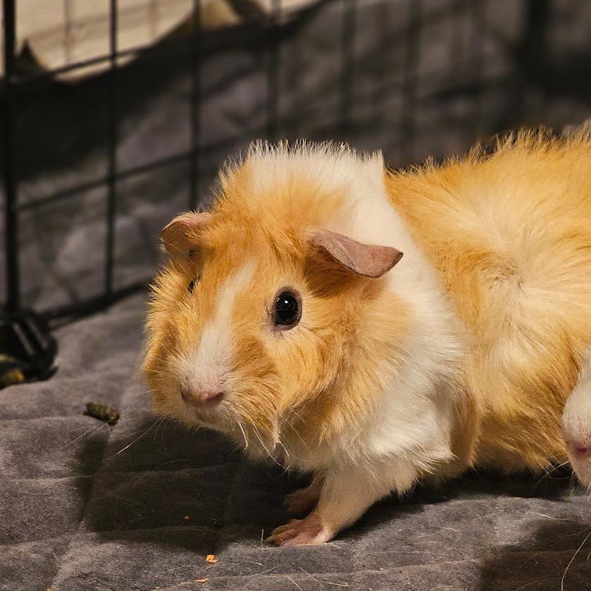 Enlarge Scarlett, a ADOPTABLE Abyssinian in Wellington, CO image 1/2