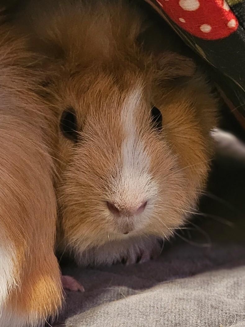 Enlarge Scarlett, a ADOPTABLE Abyssinian in Wellington, CO image 2/2