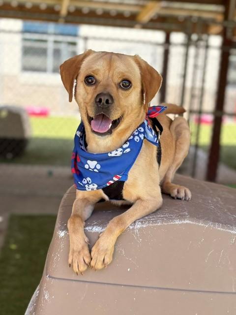 Bubby, a ADOPTABLE Puggle in Fayetteville, AR image 4/5