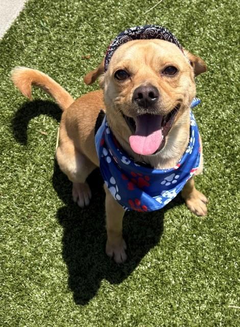 Bubby, a ADOPTABLE Puggle in Fayetteville, AR image 5/5