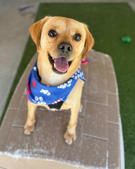 Bubby, a ADOPTABLE Puggle in Fayetteville, AR image 3/5