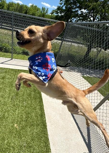 Bubby, a ADOPTABLE Puggle in Fayetteville, AR image 2/5