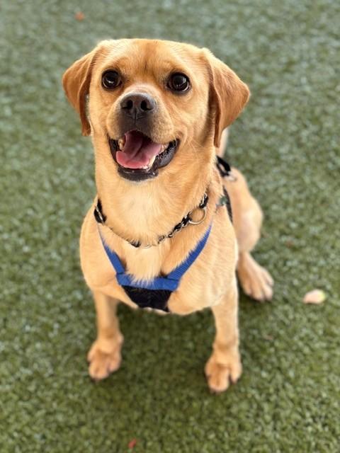 Bubby, ADOPTABLE, Adult Male Puggle.