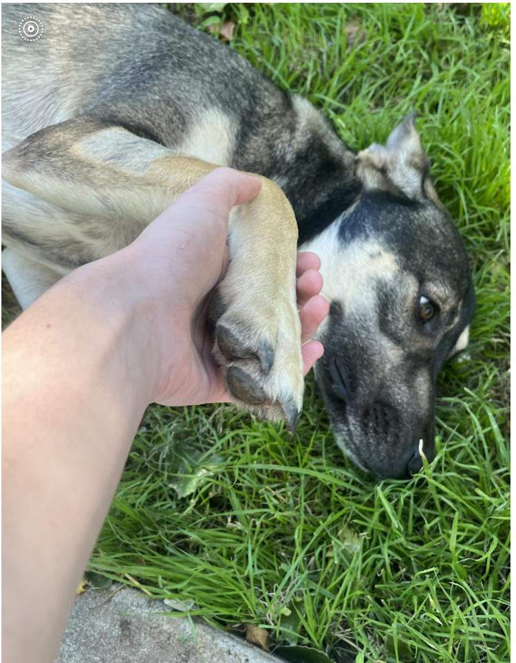 Cypress : The sweet girl