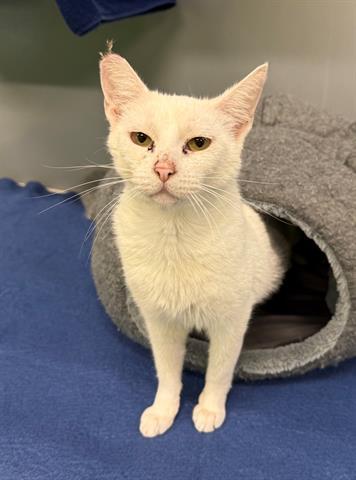 PINK, Adoptable, Young Female Domestic Medium Hair.