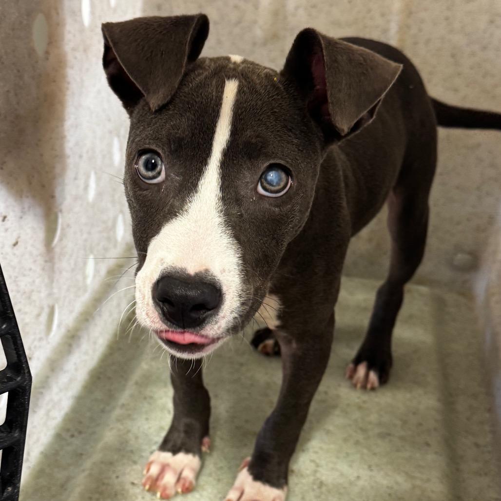 Angel #2, Adoptable, Young Female Terrier.