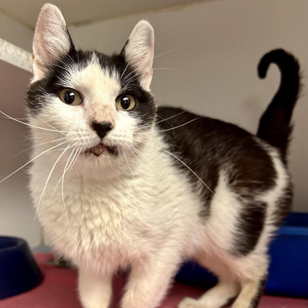 Edith, Adoptable, Adult Female Domestic Short Hair.