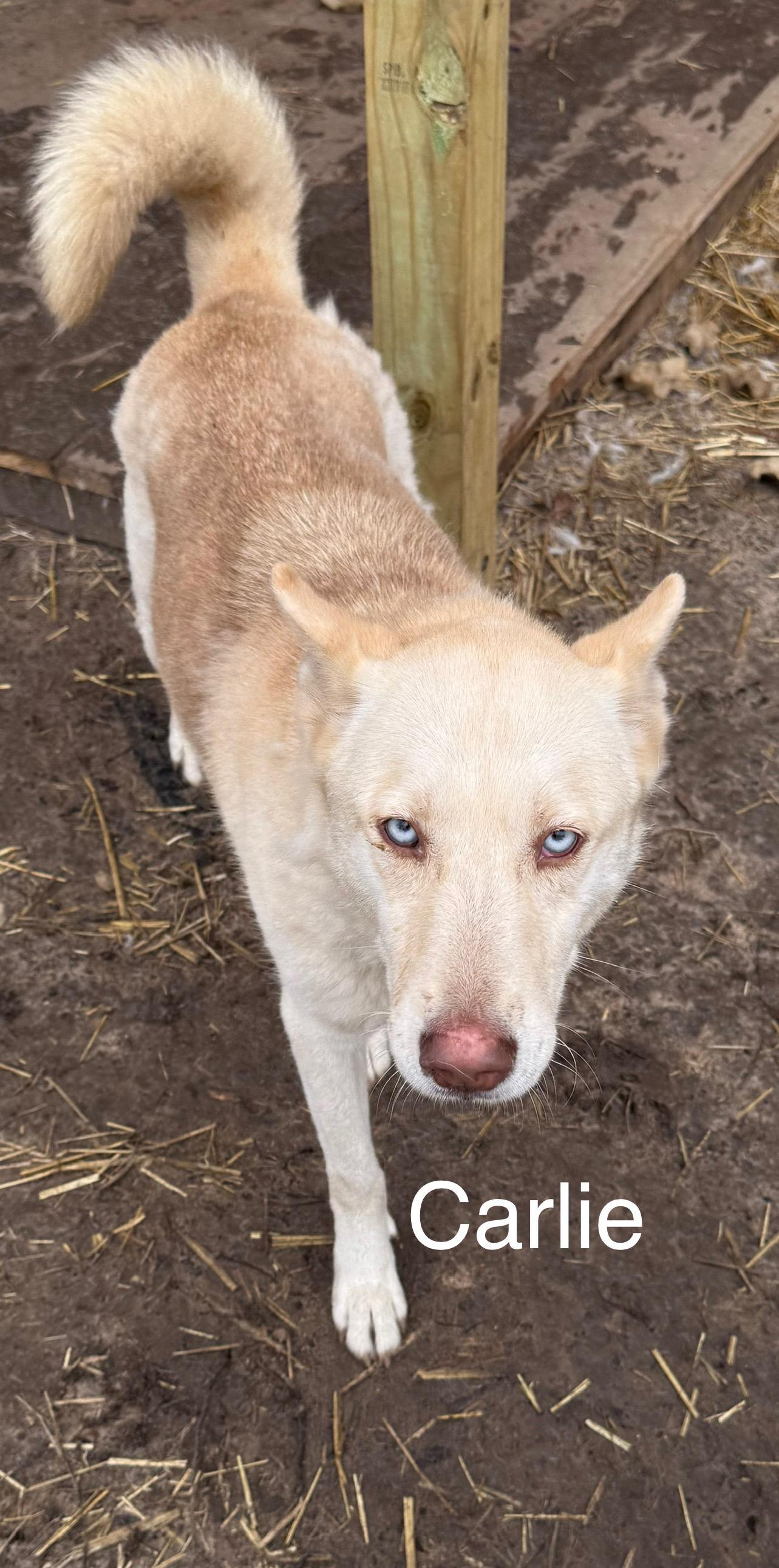 Carlie, a Adoptable mixed breed in Palm Coast, FL image 2/2