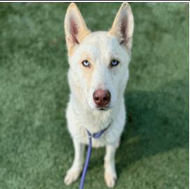 Carlie, a Adoptable mixed breed in Palm Coast, FL image 1/2