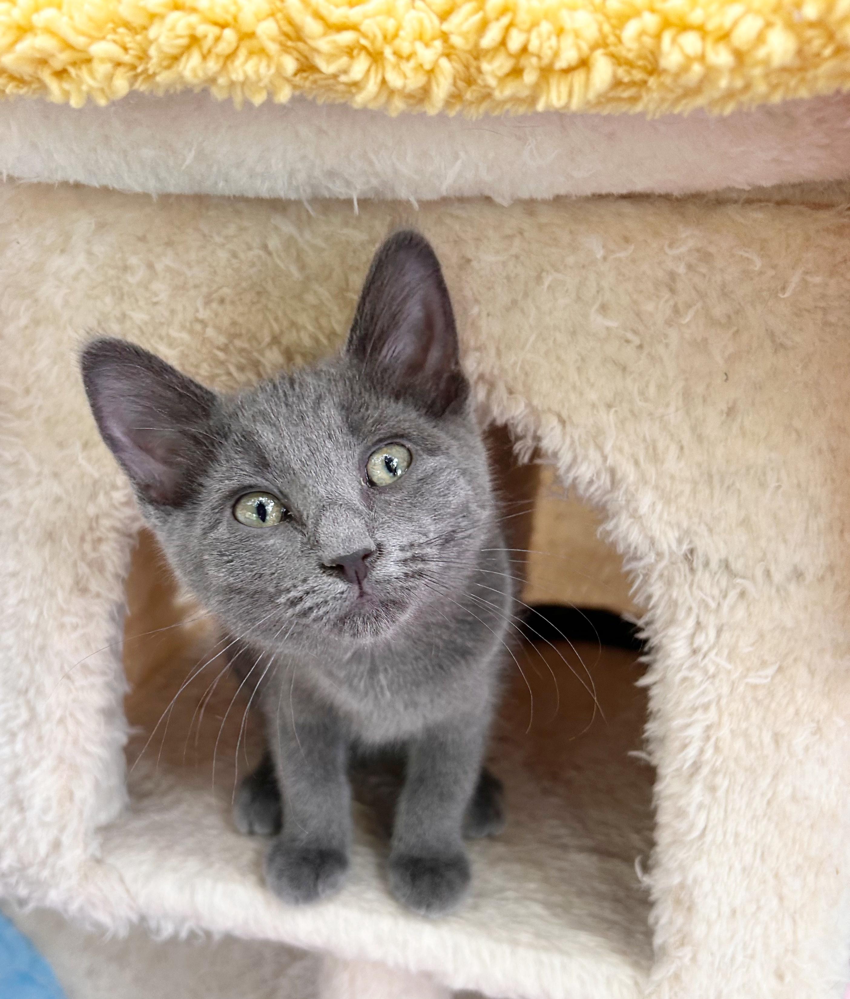 Enlarge Sage, an adopted mixed breed in Durango, CO image 1/1