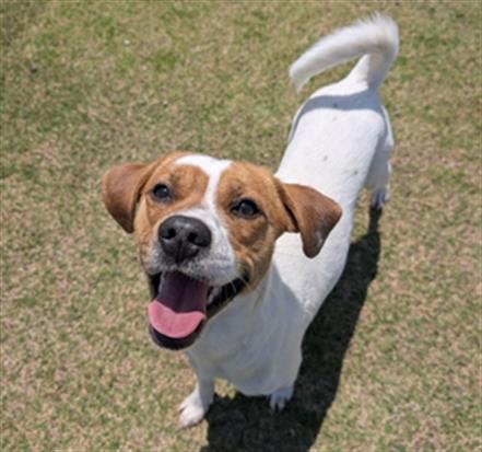 Enlarge BEAGLE, a Adoptable mixed breed in Redlands, CA image 1/1