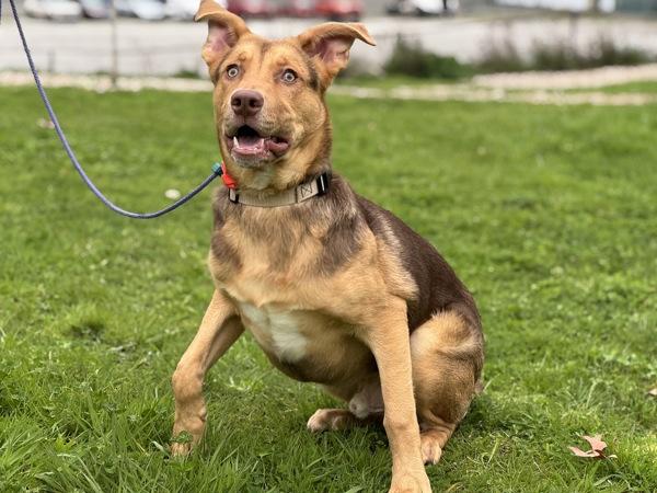 Scrabble, Adoptable, Young Male Labrador Retriever & Shepherd.