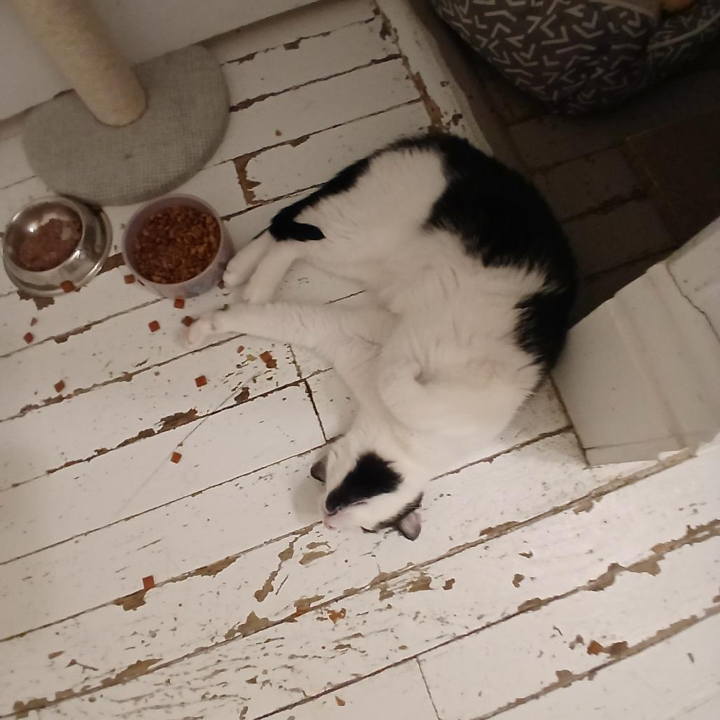 Enlarge Grape Juice, a Adoptable Domestic Short Hair in St. Louis, MO image 2/6