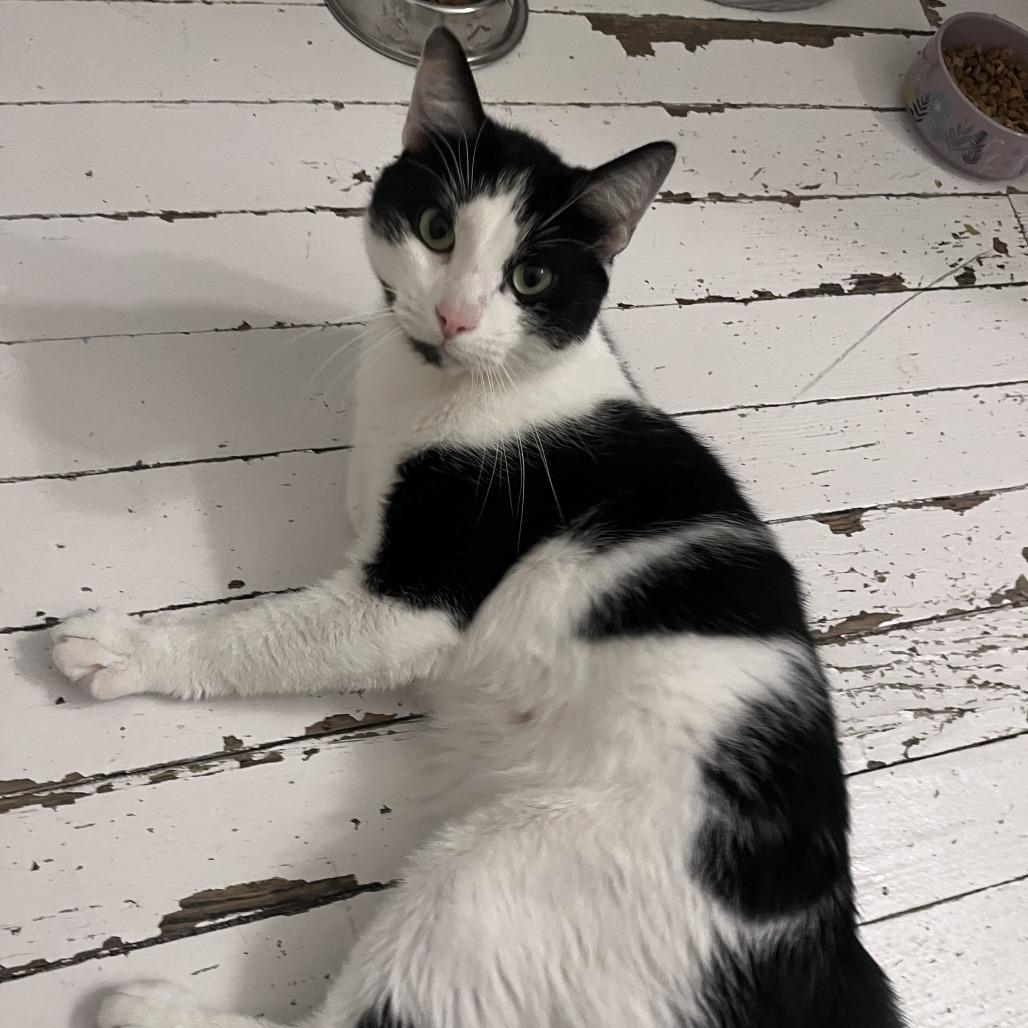 Enlarge Grape Juice, a Adoptable Domestic Short Hair in St. Louis, MO image 3/6