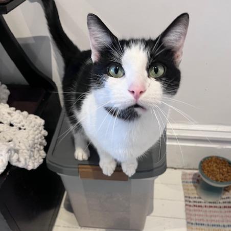 Enlarge Grape Juice, a Adoptable Domestic Short Hair in St. Louis, MO image 4/6