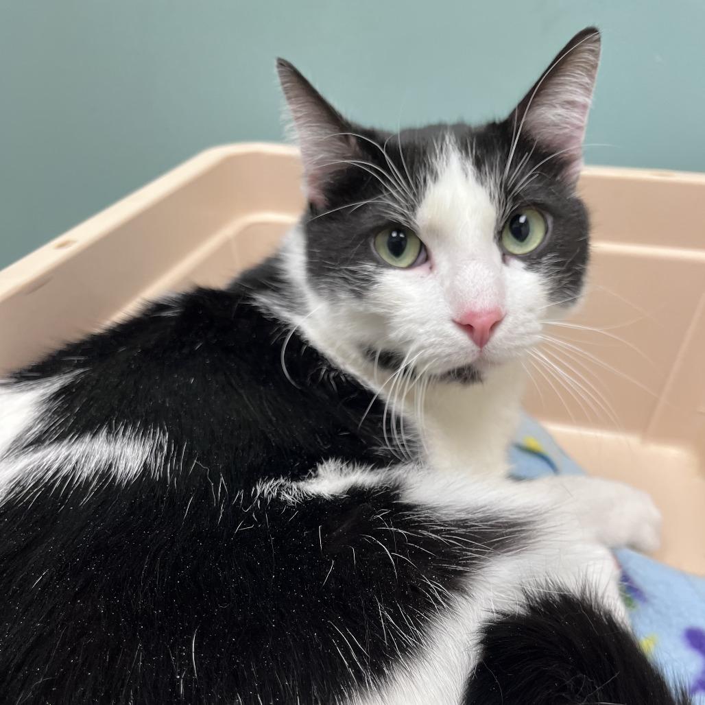 Enlarge Grape Juice, a Adoptable Domestic Short Hair in St. Louis, MO image 6/6
