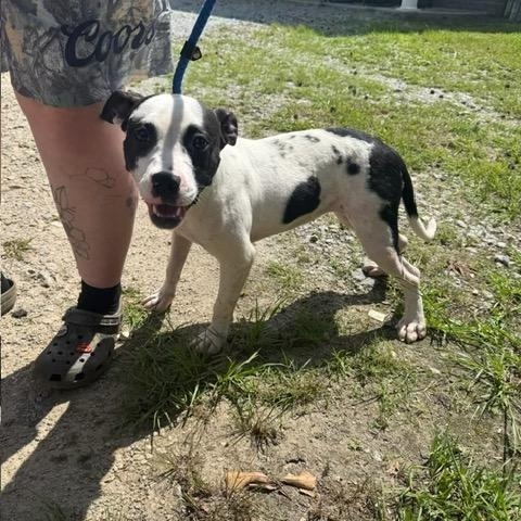 Jada, a ADOPTABLE mixed breed in Washington, GA image 1/4