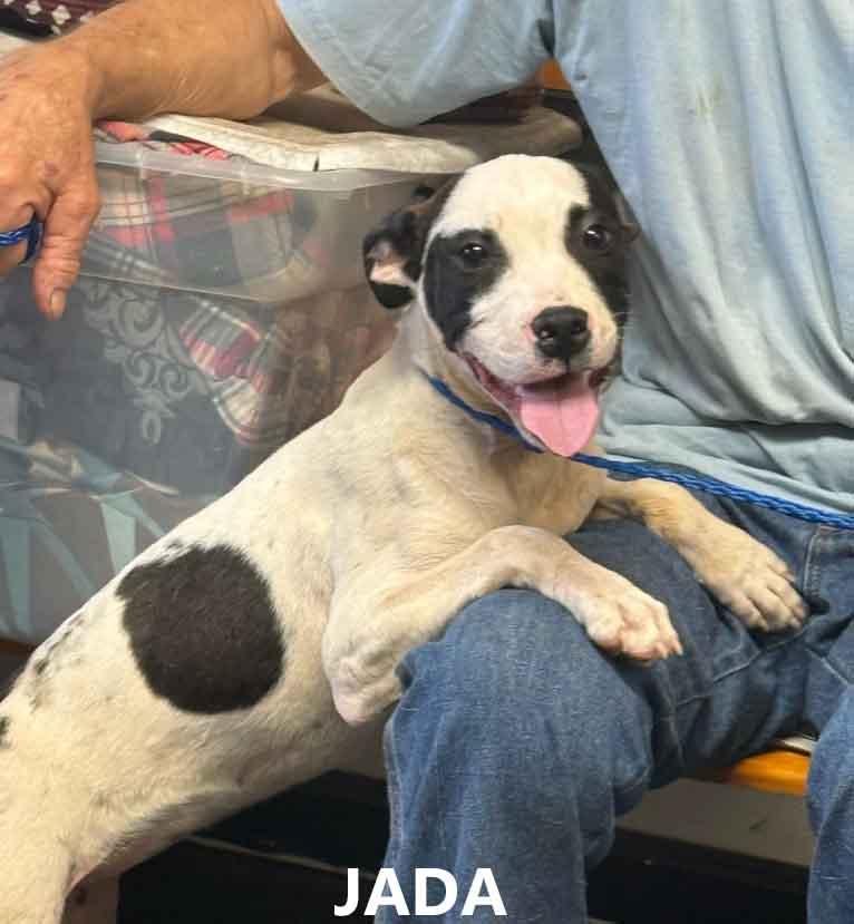 Jada, a ADOPTABLE mixed breed in Washington, GA image 4/4