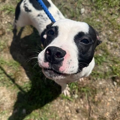 Jada, a ADOPTABLE mixed breed in Washington, GA image 2/4