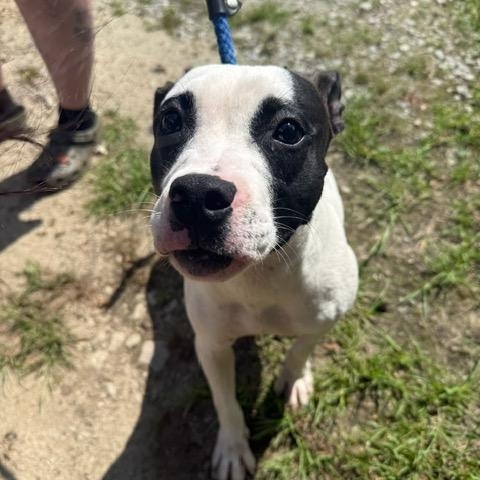 Jada, a ADOPTABLE mixed breed in Washington, GA image 3/4