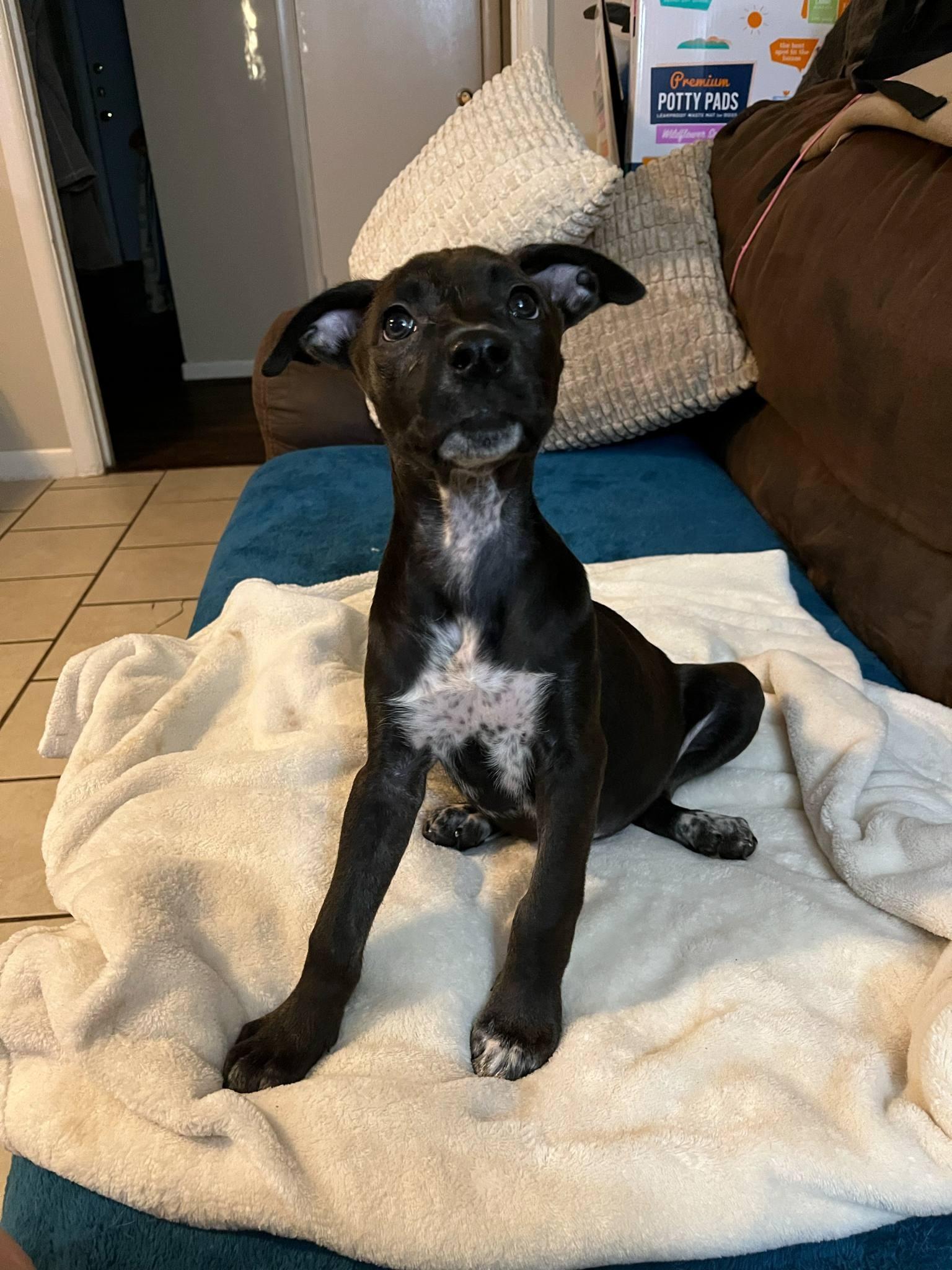 Enlarge Raven, a Adopted mixed breed in Colleyville, TX image 1/2