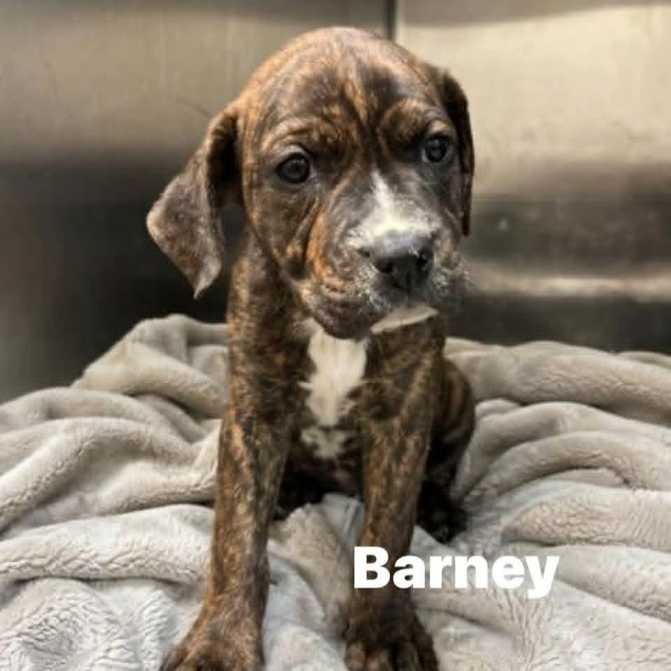 Barney, ADOPTABLE, Puppy Male Boxer.
