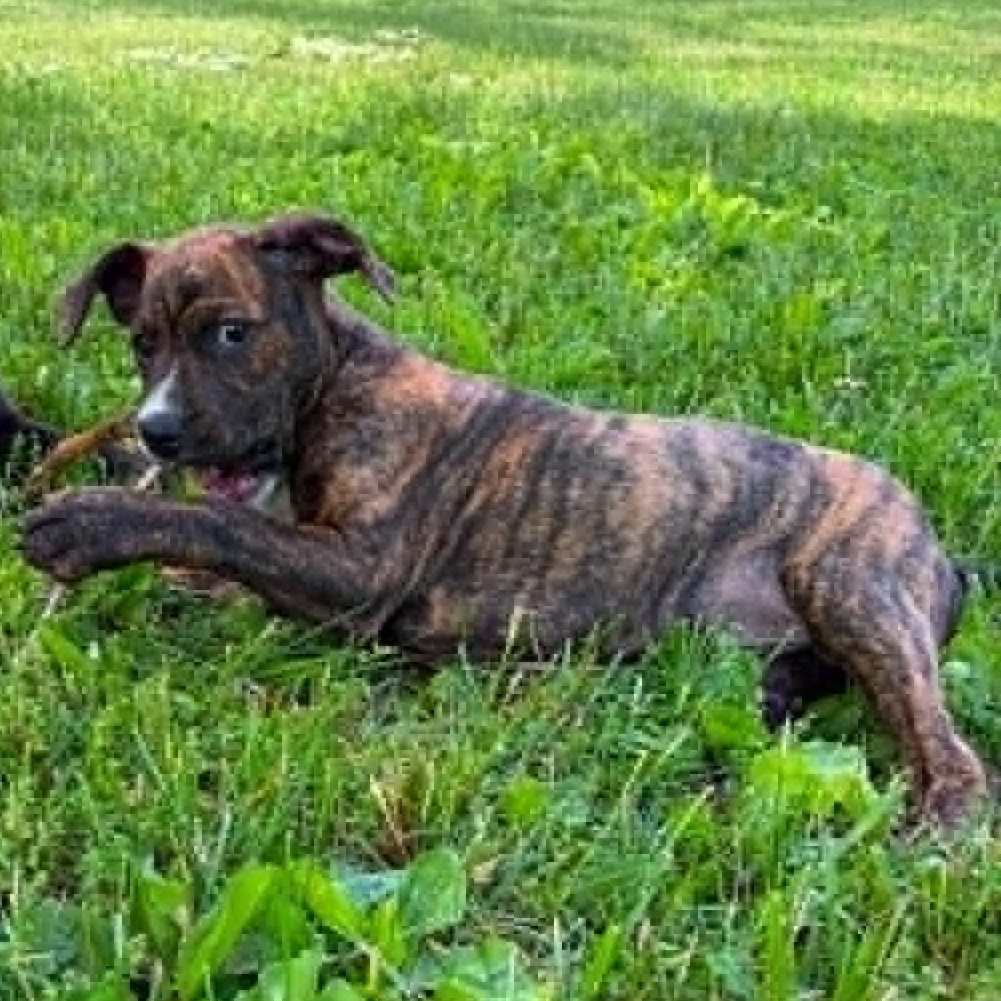 Barney, a ADOPTABLE mixed breed in Plymouth Meeting, PA image 4/6