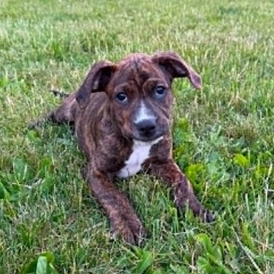Barney, a ADOPTABLE mixed breed in Plymouth Meeting, PA image 5/6