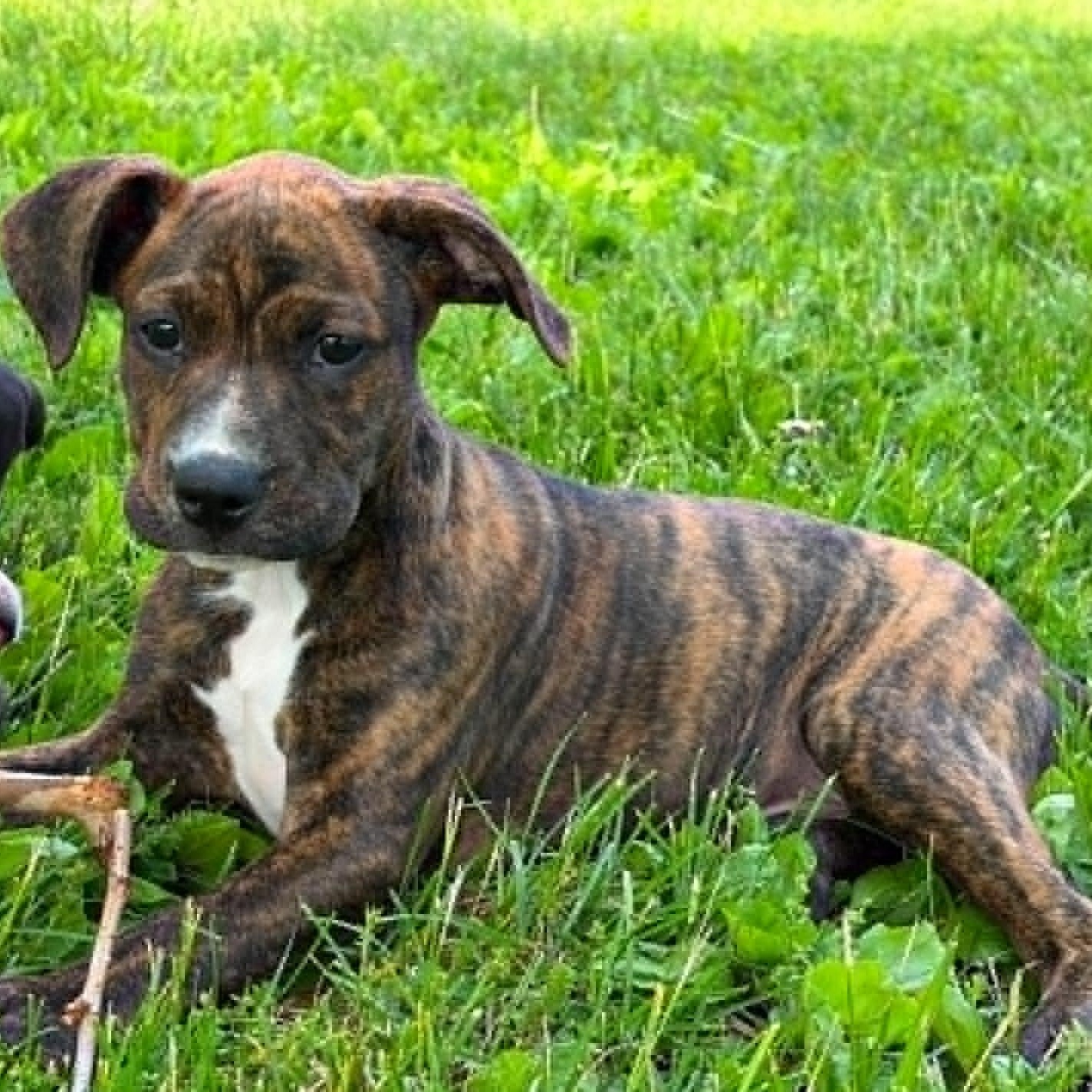 Barney, a ADOPTABLE mixed breed in Plymouth Meeting, PA image 2/6