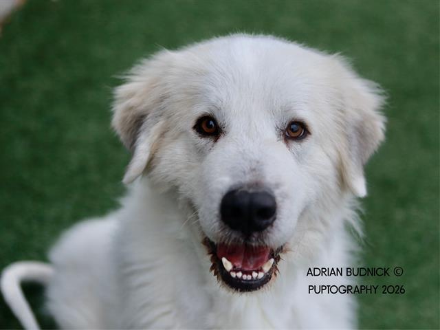 KODA, Adoptable, Adult Male Mixed Breed.