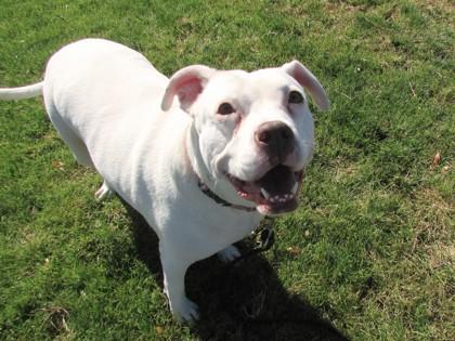 Enlarge Molly, a Adoptable mixed breed in Boulder, CO image 1/3