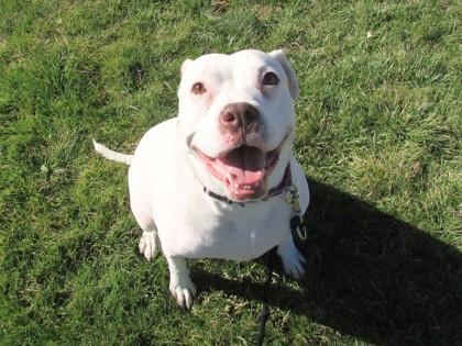 Enlarge Molly, a Adoptable mixed breed in Boulder, CO image 2/3