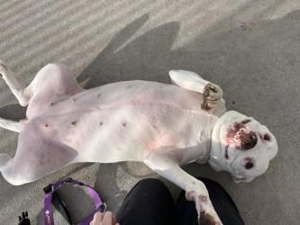 Enlarge Molly, a Adoptable mixed breed in Boulder, CO image 3/3