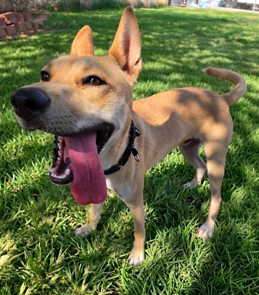 Enlarge Scooby, an adopted Carolina Dog in Saint George, UT image 1/1