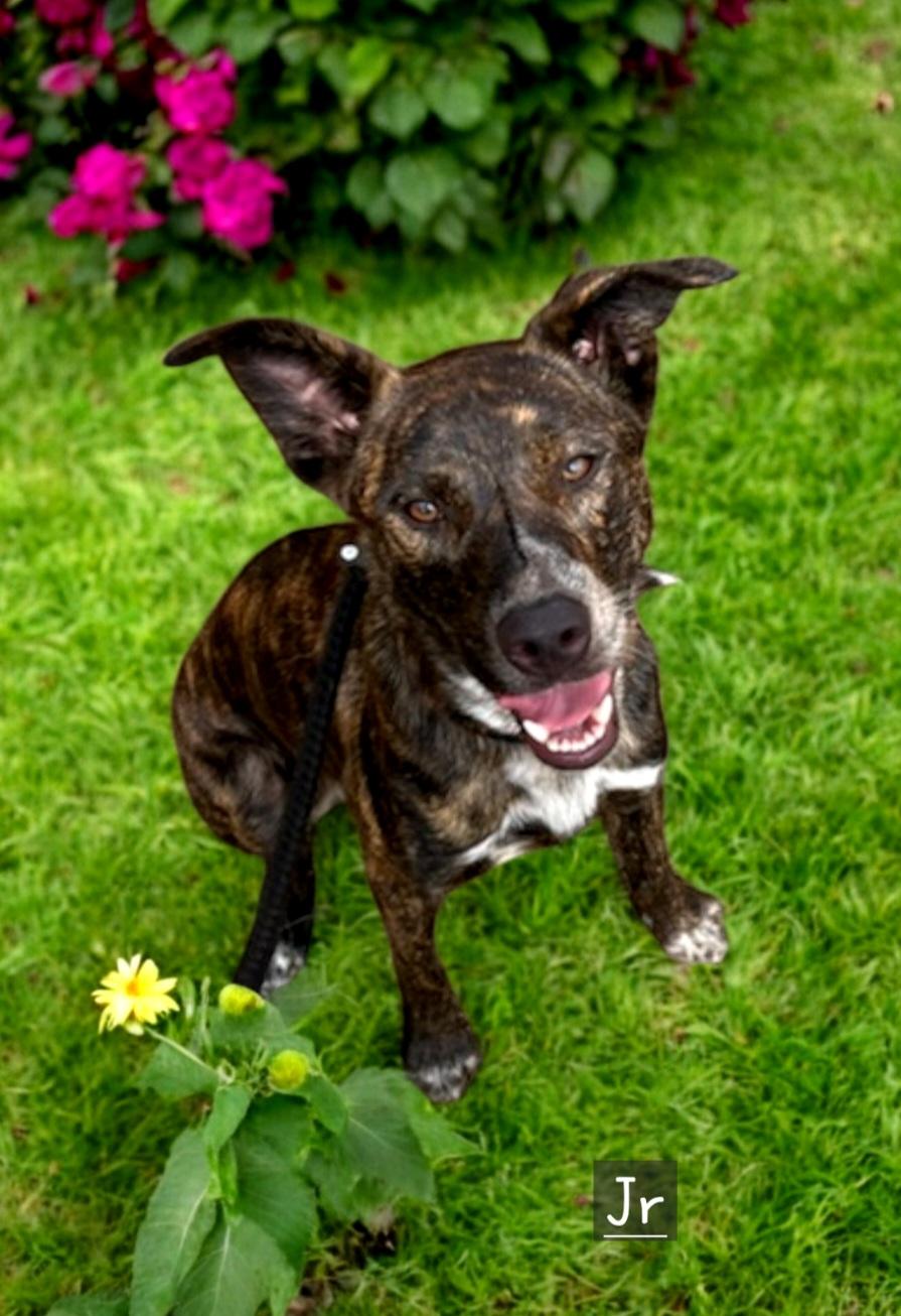 Jr, Young Male Black Mouth Cur