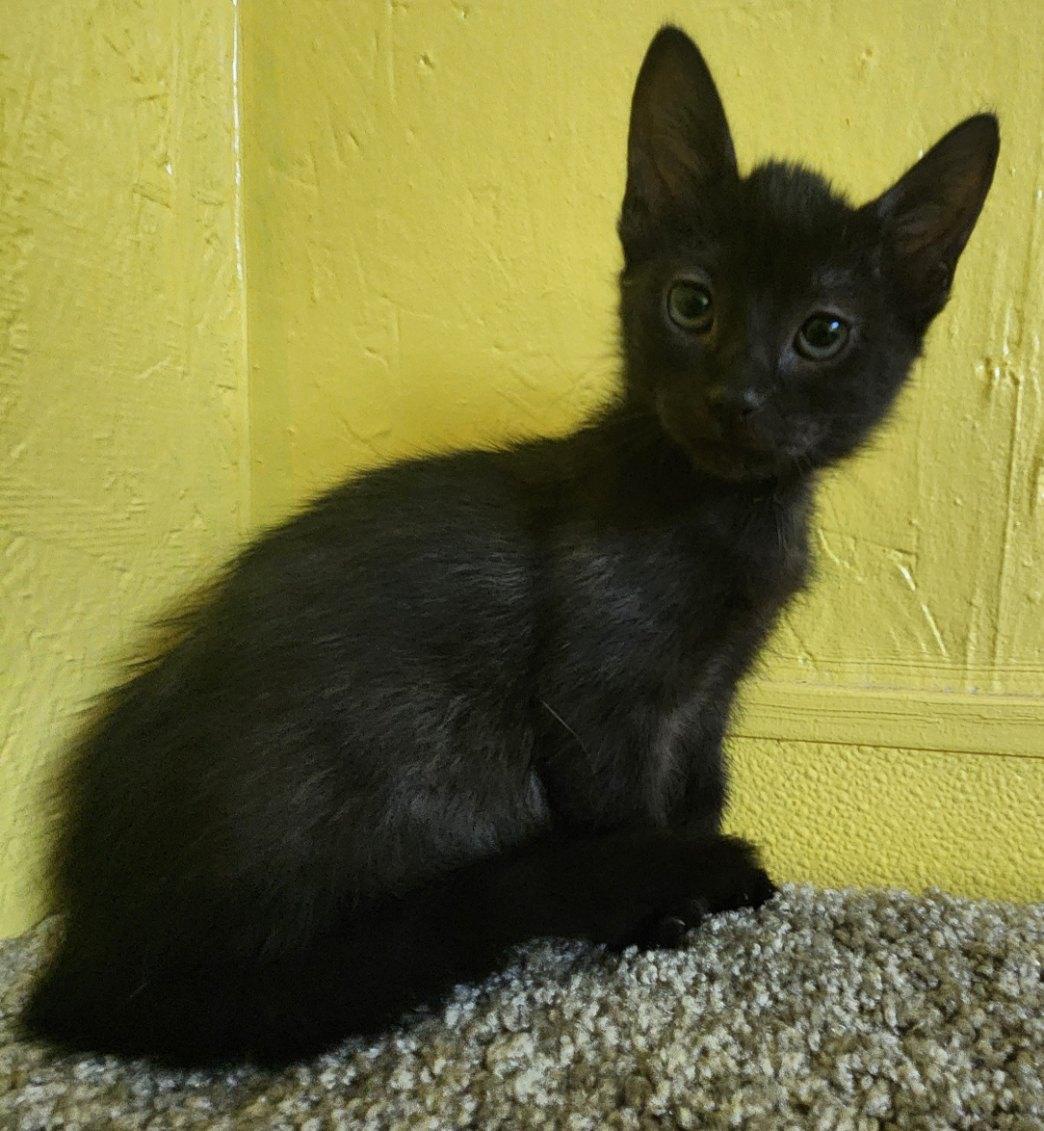 Sue, a Adoptable Domestic Short Hair in Jackson, GA image 1/4