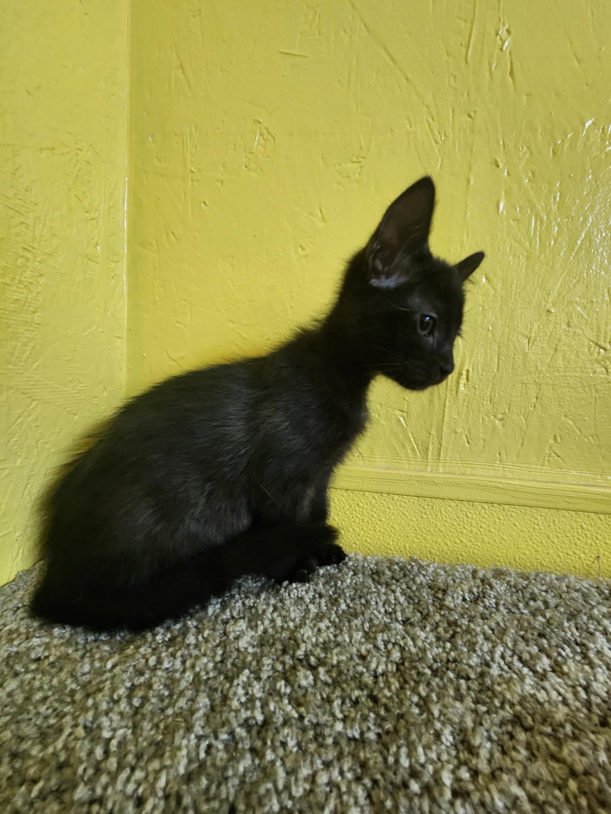 Sue, a Adoptable Domestic Short Hair in Jackson, GA image 2/4