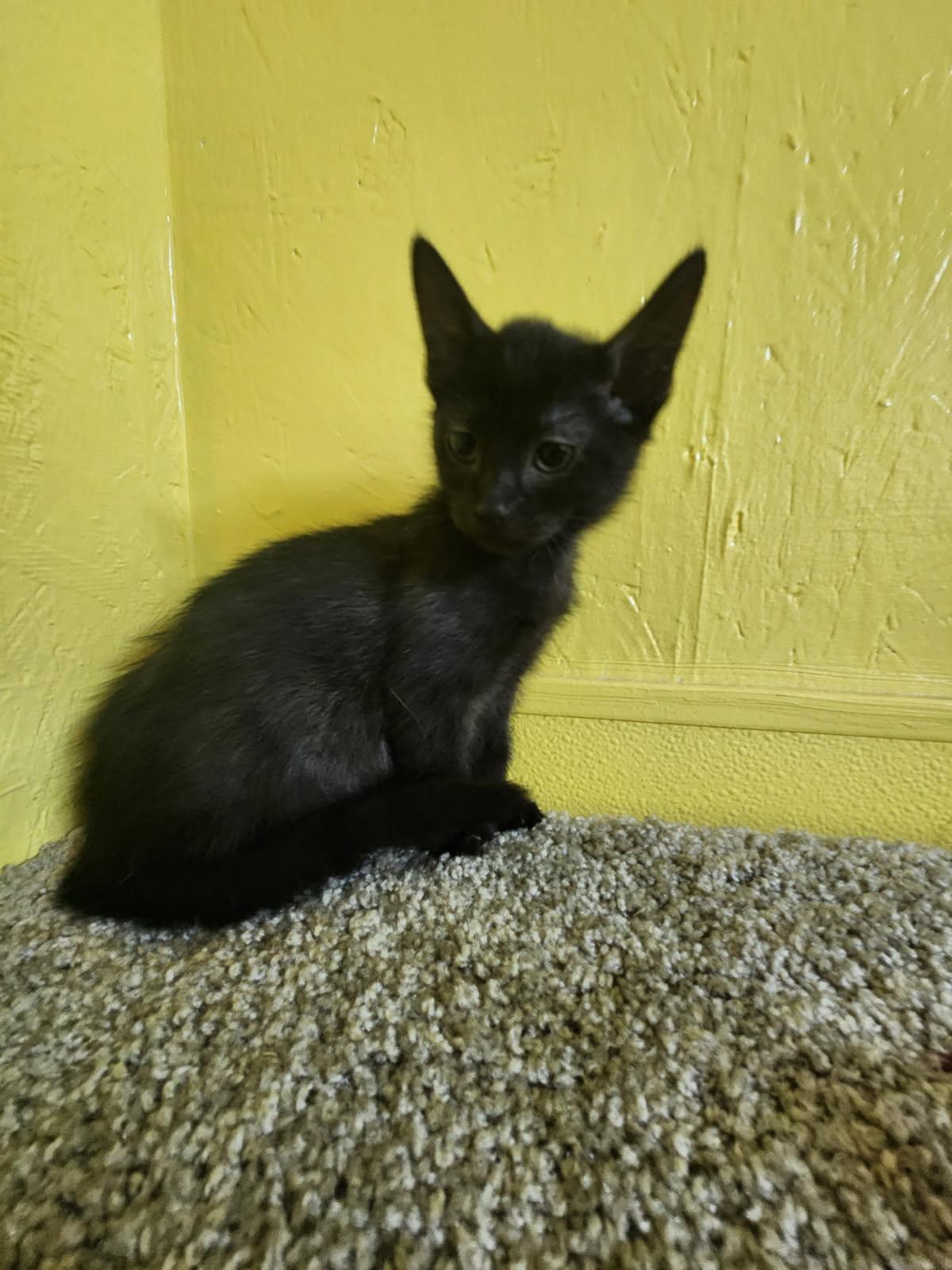 Sue, a Adoptable Domestic Short Hair in Jackson, GA image 3/4