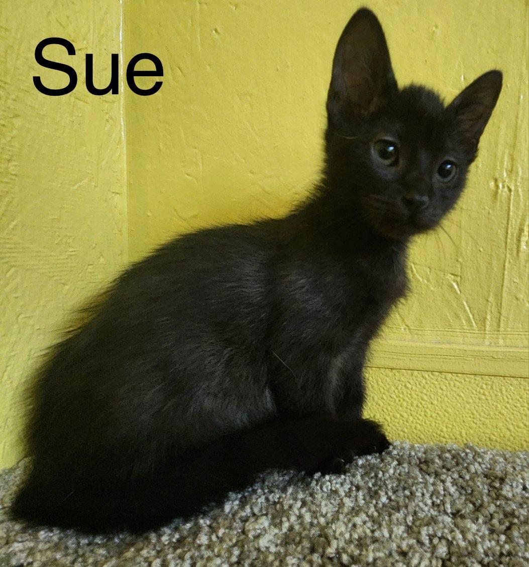 Sue, a Adoptable Domestic Short Hair in Jackson, GA image 4/4