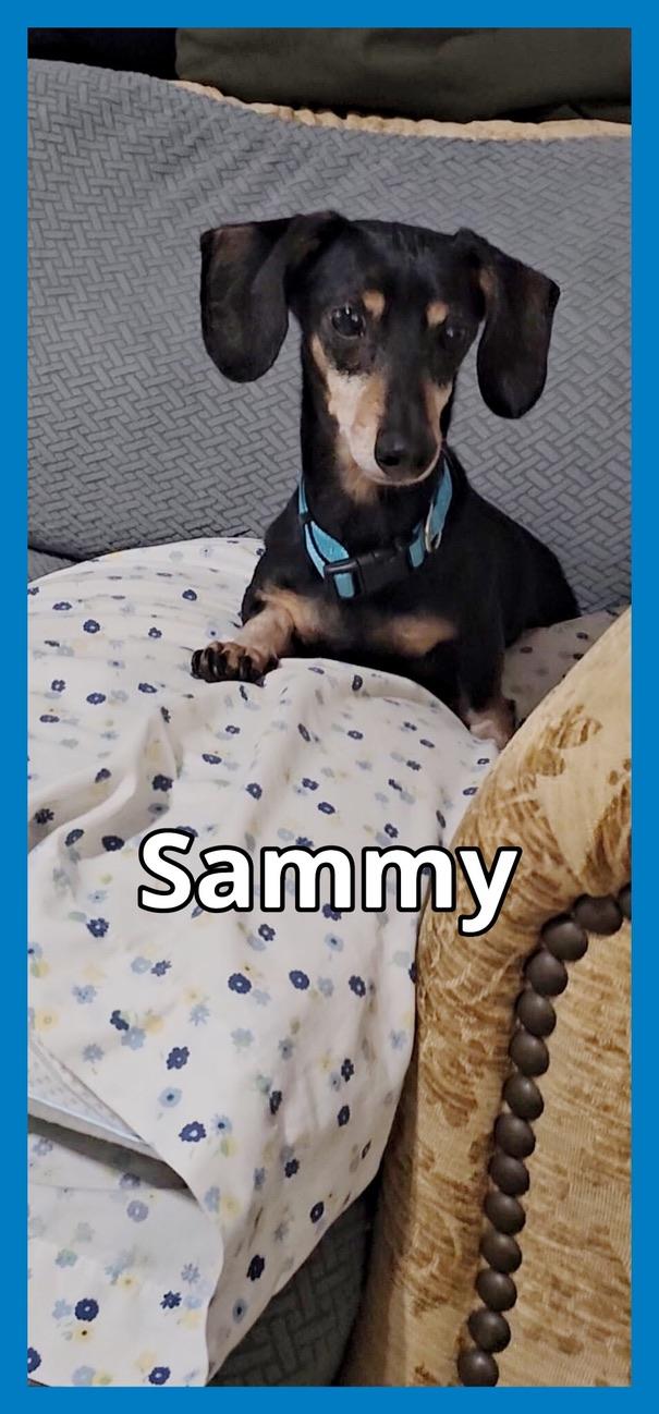 Enlarge Sammy, a Adopted Dachshund in Green Cove Springs, FL image 1/6