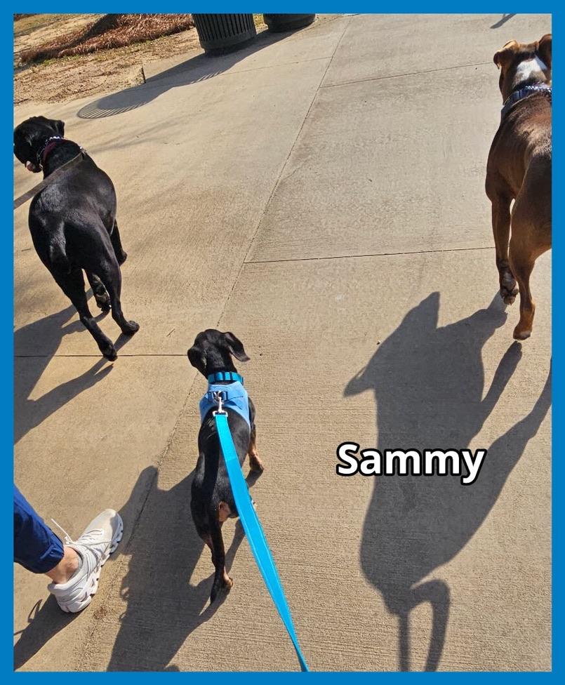 Enlarge Sammy, a Adopted Dachshund in Green Cove Springs, FL image 2/6
