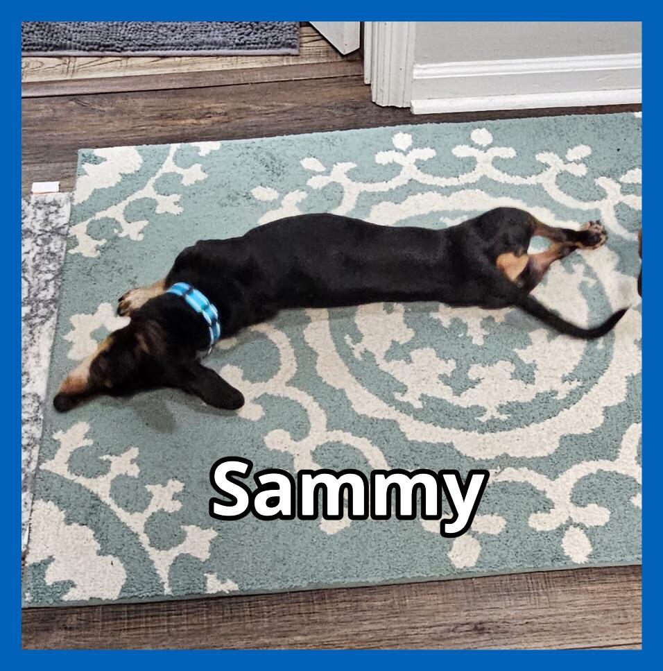 Enlarge Sammy, a Adopted Dachshund in Green Cove Springs, FL image 3/6
