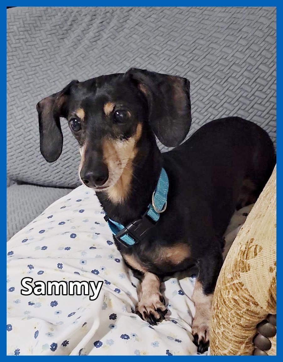 Enlarge Sammy, a Adopted Dachshund in Green Cove Springs, FL image 4/6