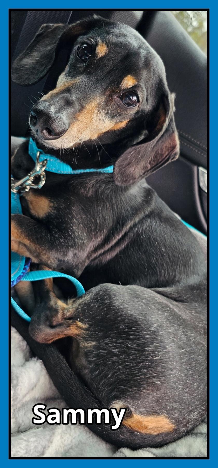 Enlarge Sammy, a Adopted Dachshund in Green Cove Springs, FL image 6/6