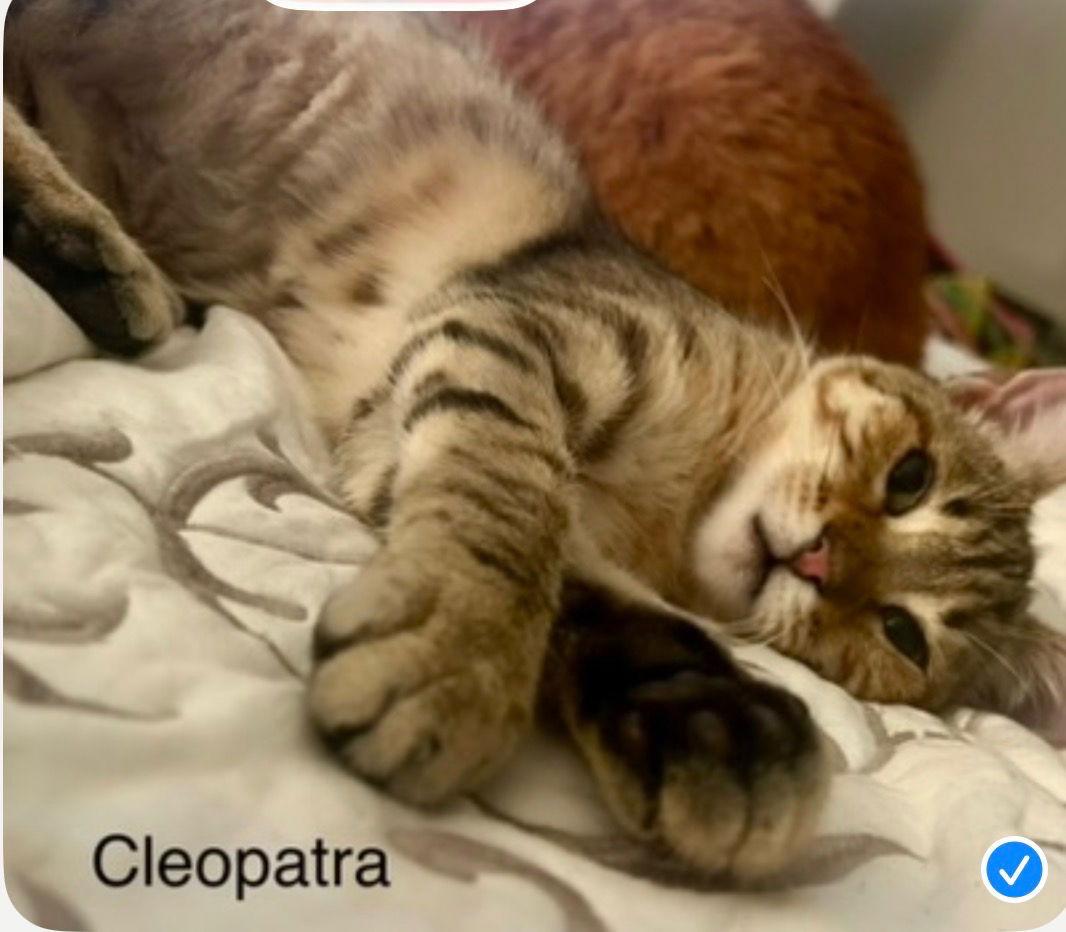 Enlarge Cleopatha, a Adoptable Tabby in Winter Garden, FL image 1/2